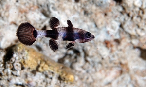 Raja Ampat 2019 - DSC06778_rc - Paddlefin cardinalfish - Pseudamia zonata